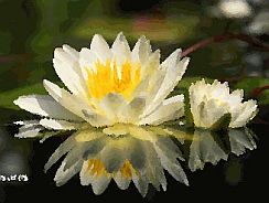 spirituele yoni massage een tedere massage zonder taboezones